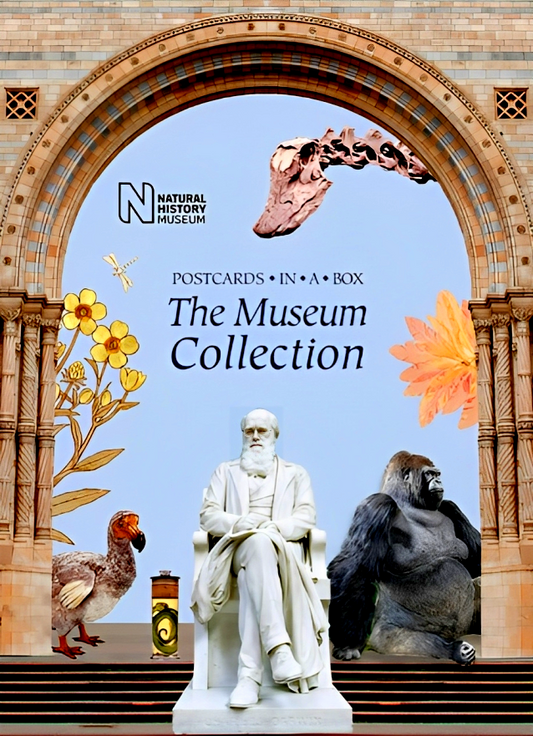 Natural Museum Collection: Museum Collection Postcads In A Box