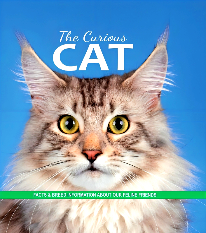 Curious Cat – BookXcess - Main Image