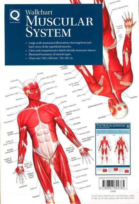 Human Anatomy Wallchart: The Muscular System