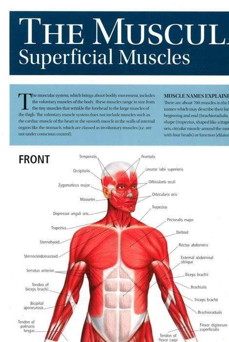 Human Anatomy Wallchart: The Muscular System