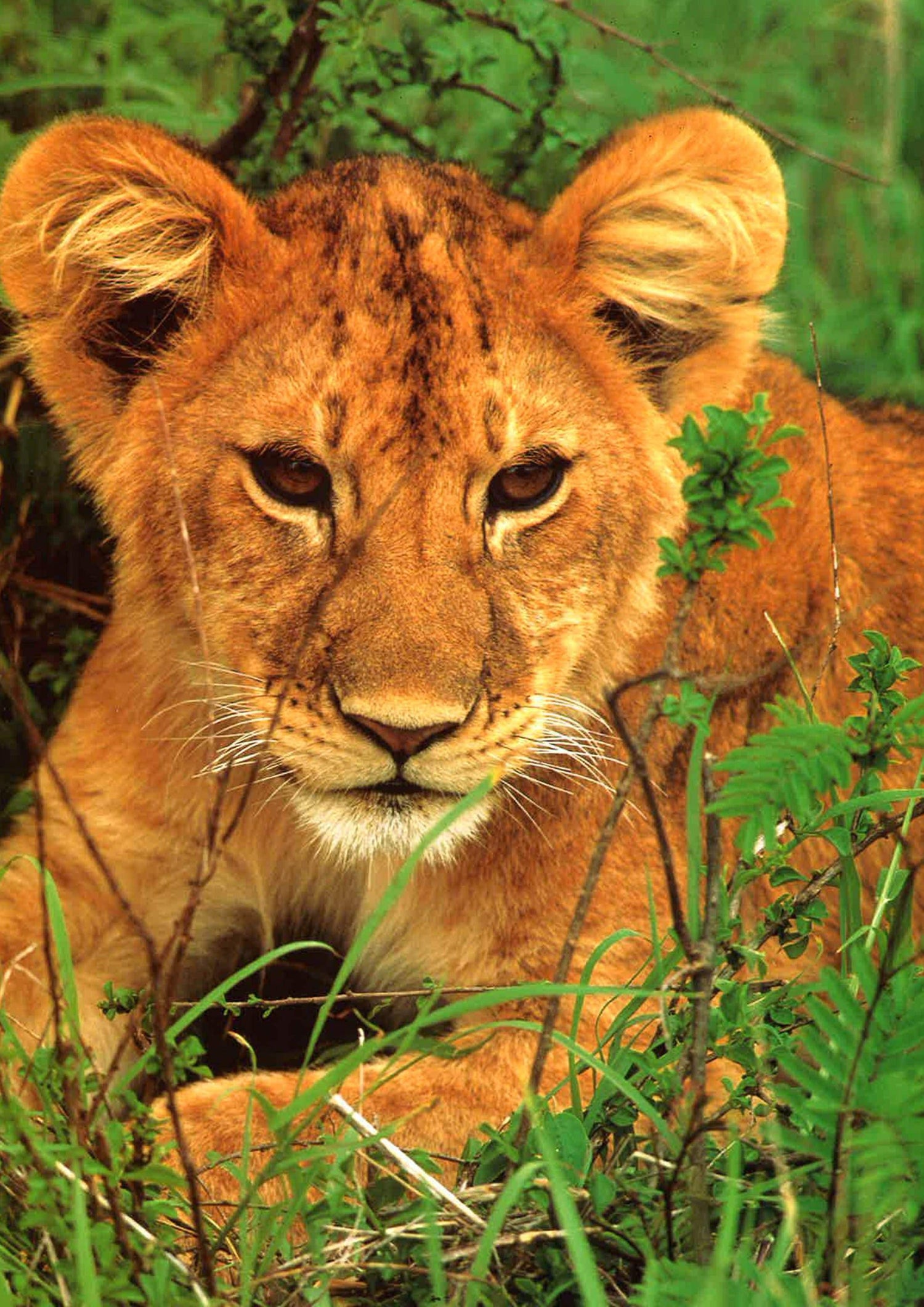 Lions: A Portrait Of The Animal World