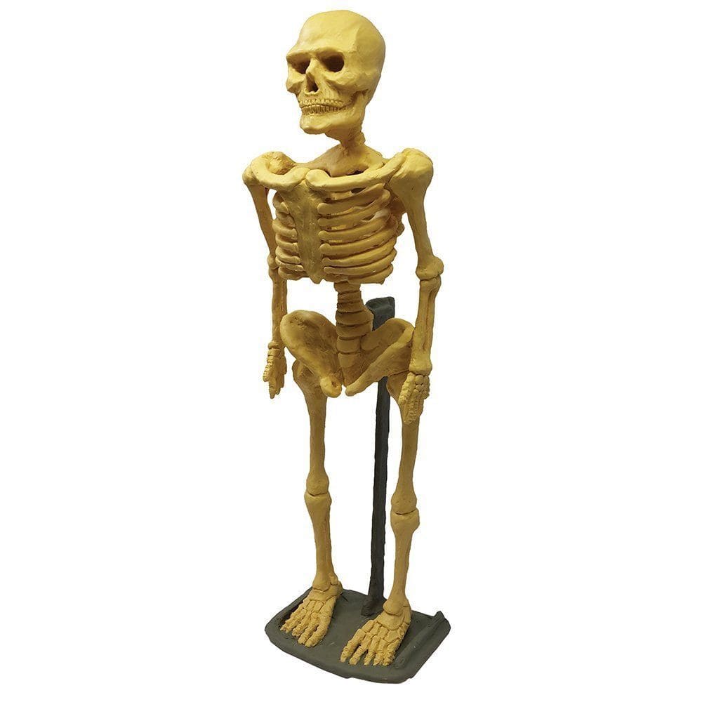Modelling Clay Human Skeleton Kit
