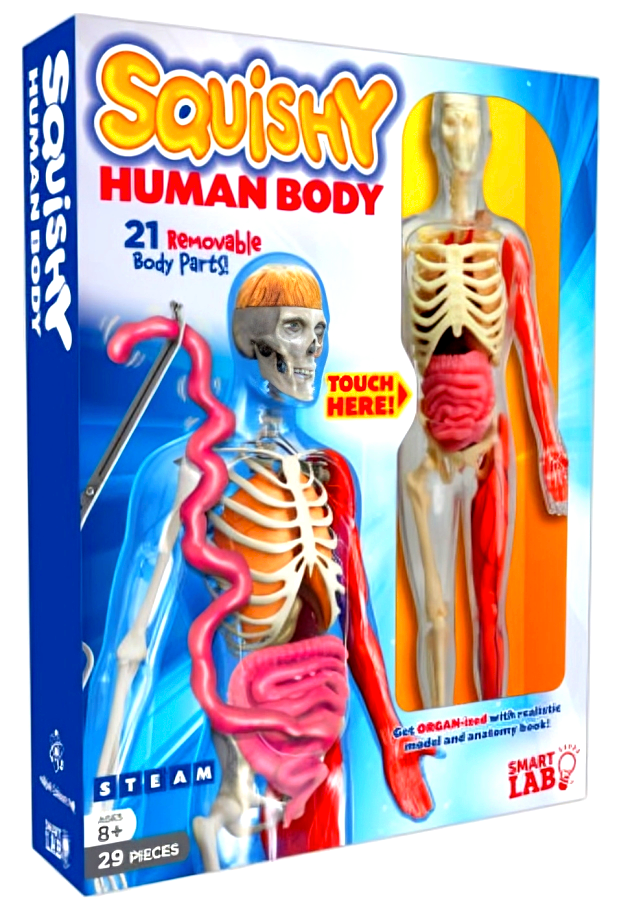 Body Scanner Toy Smartlab Toys Squishy Human Body – BookXcess