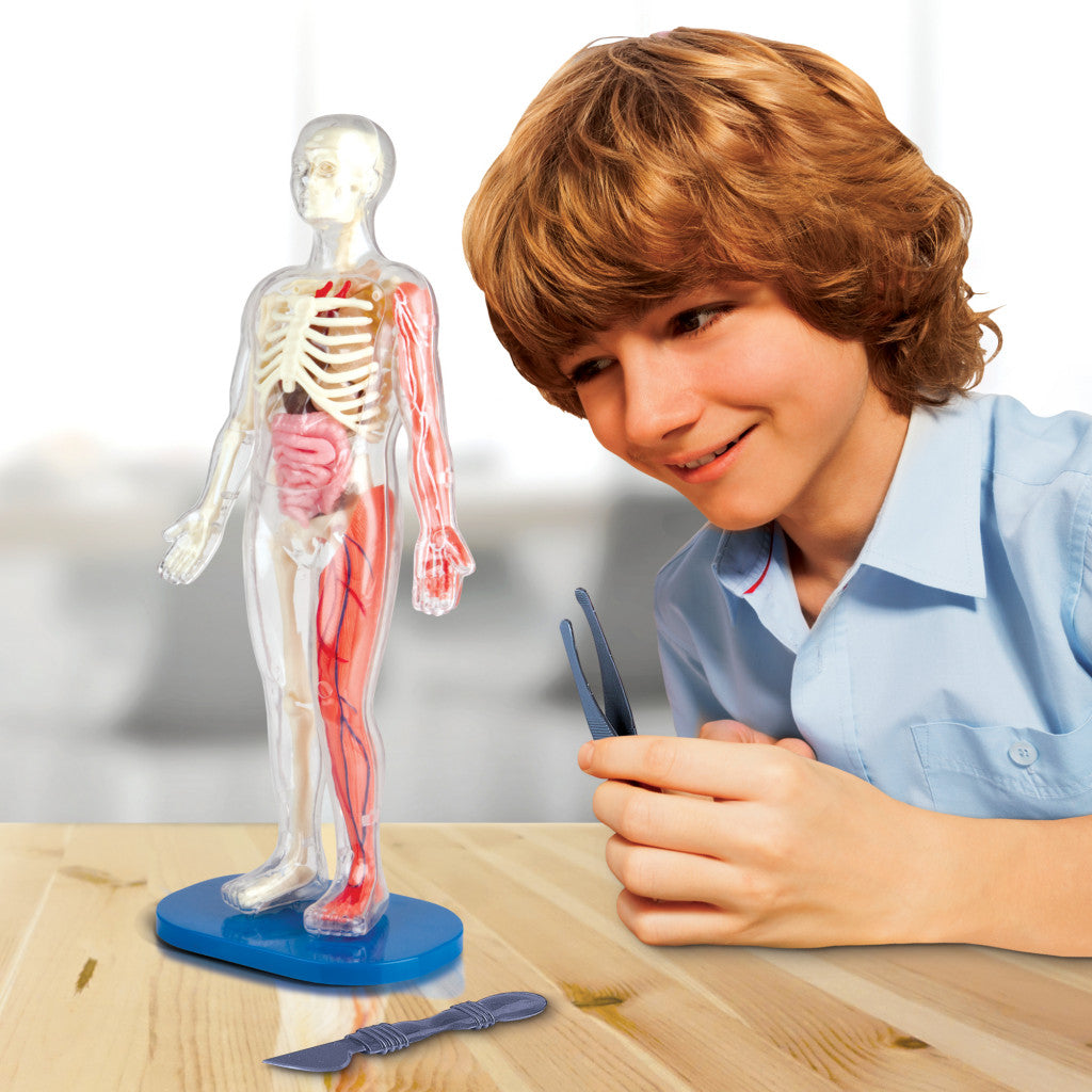 Smartlab Body Smartlab Toys Squishy Human Body – BookXcess
