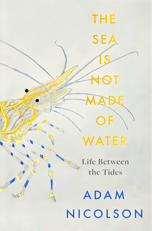 The Sea Is Not Made of Water: Life Between the Tides