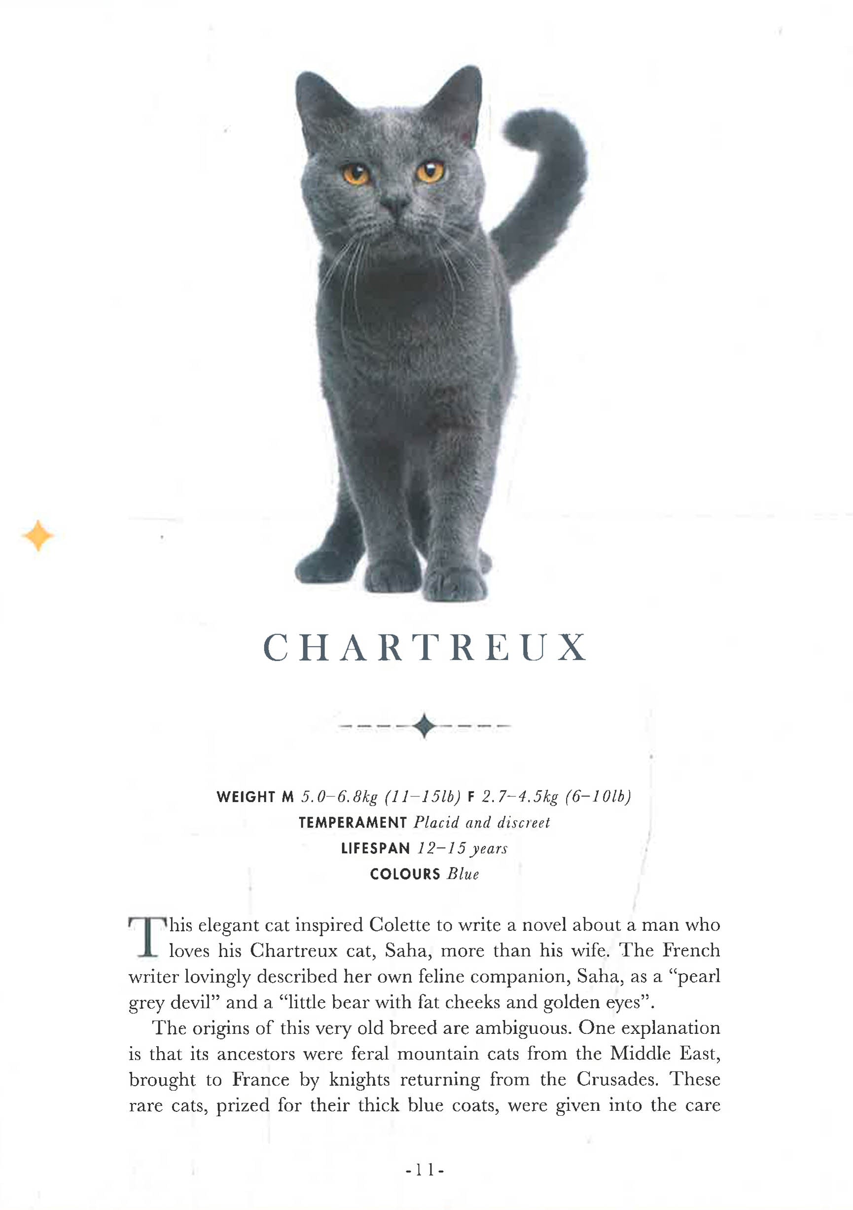 Paperscapes: The Cat – BookXcess - Main Image