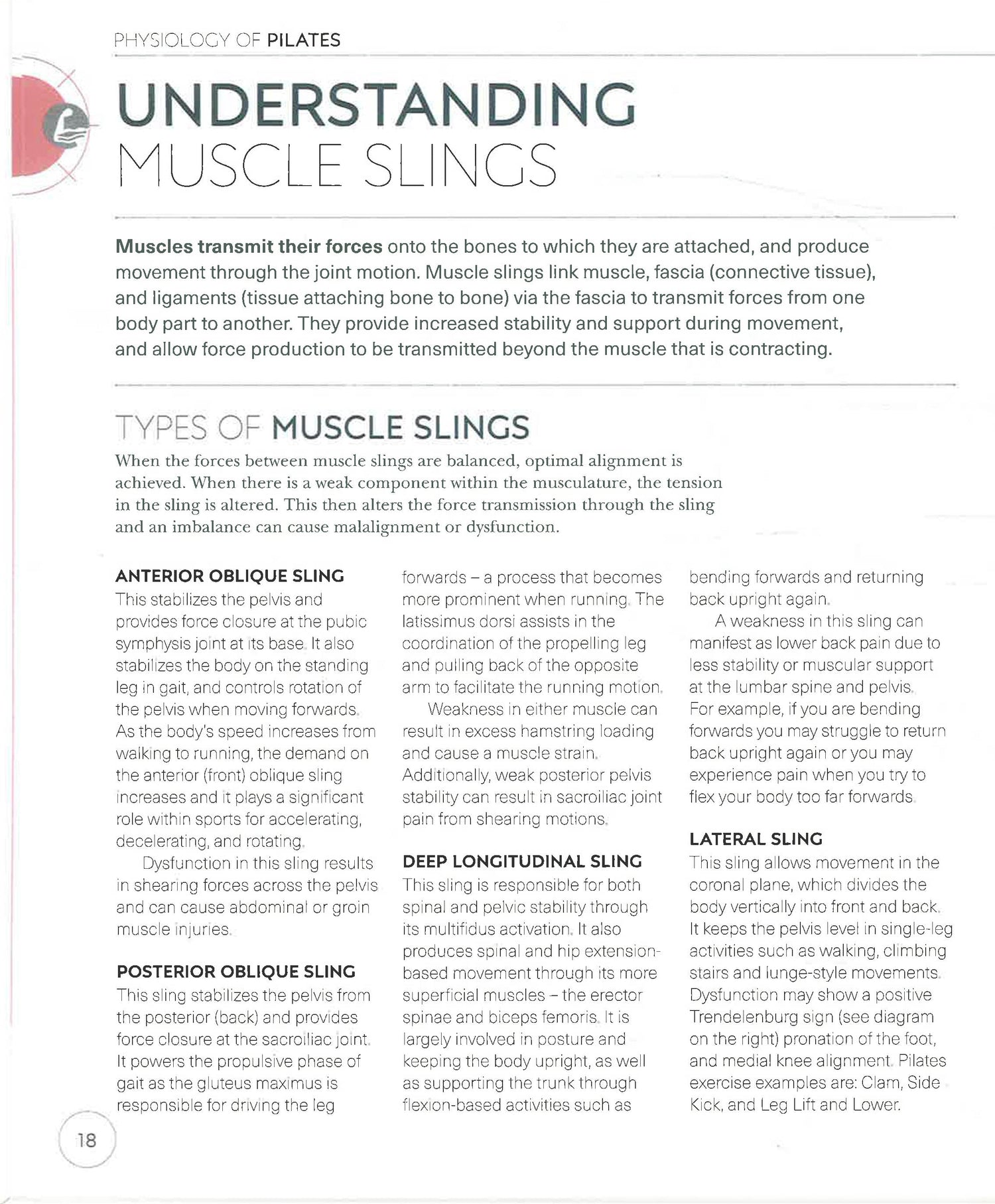 Anatomy Anterior Oblique Sling Exercises Science Of Pilates