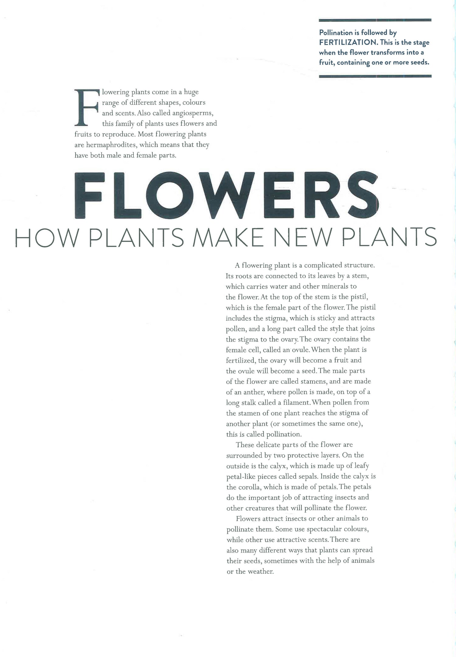 Plant Life by Helene Druvert – book cover