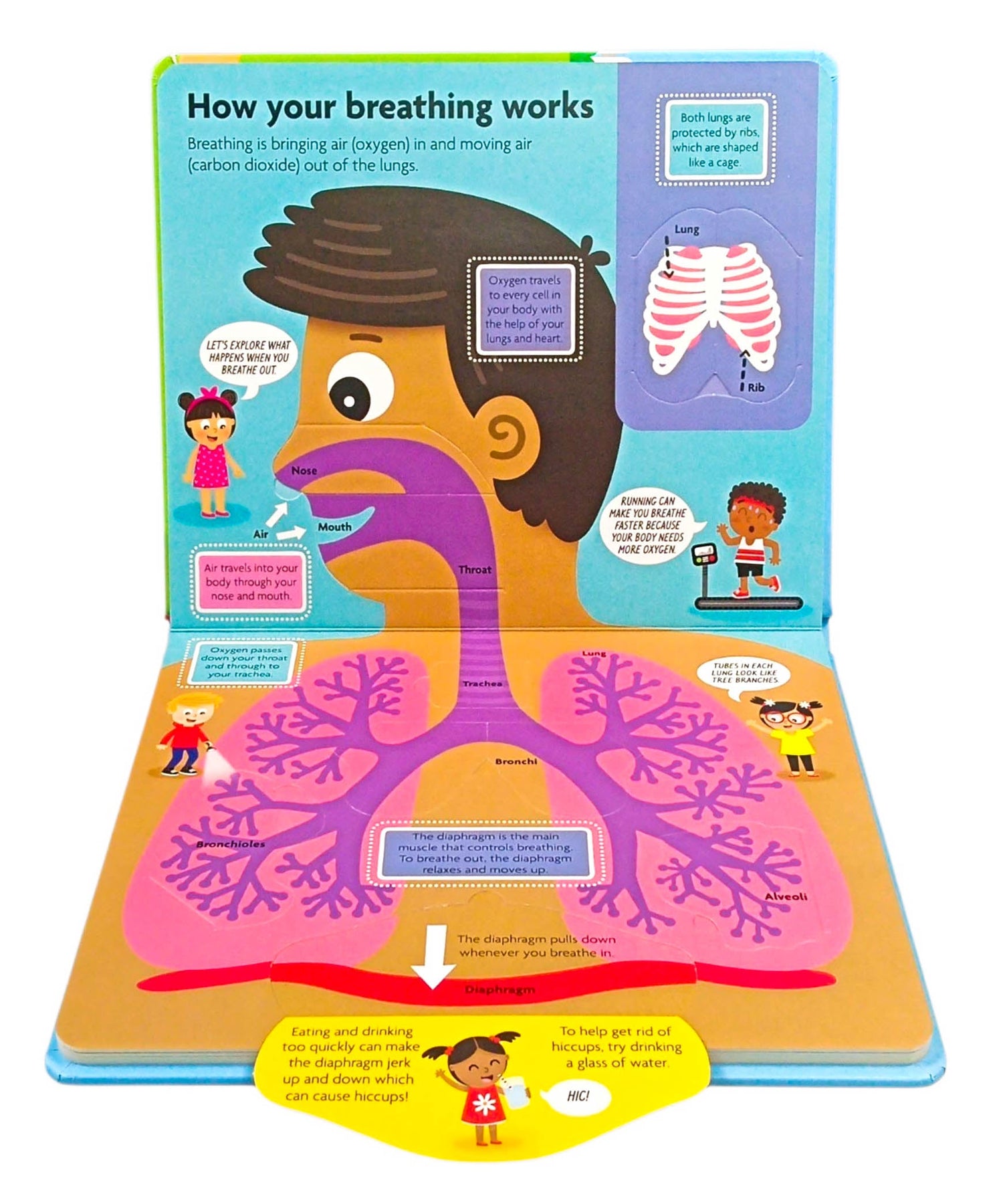 Little Olive: Funfacts - Lift The Flap Board Book - Discover The Human Body by Little Olive – book cover