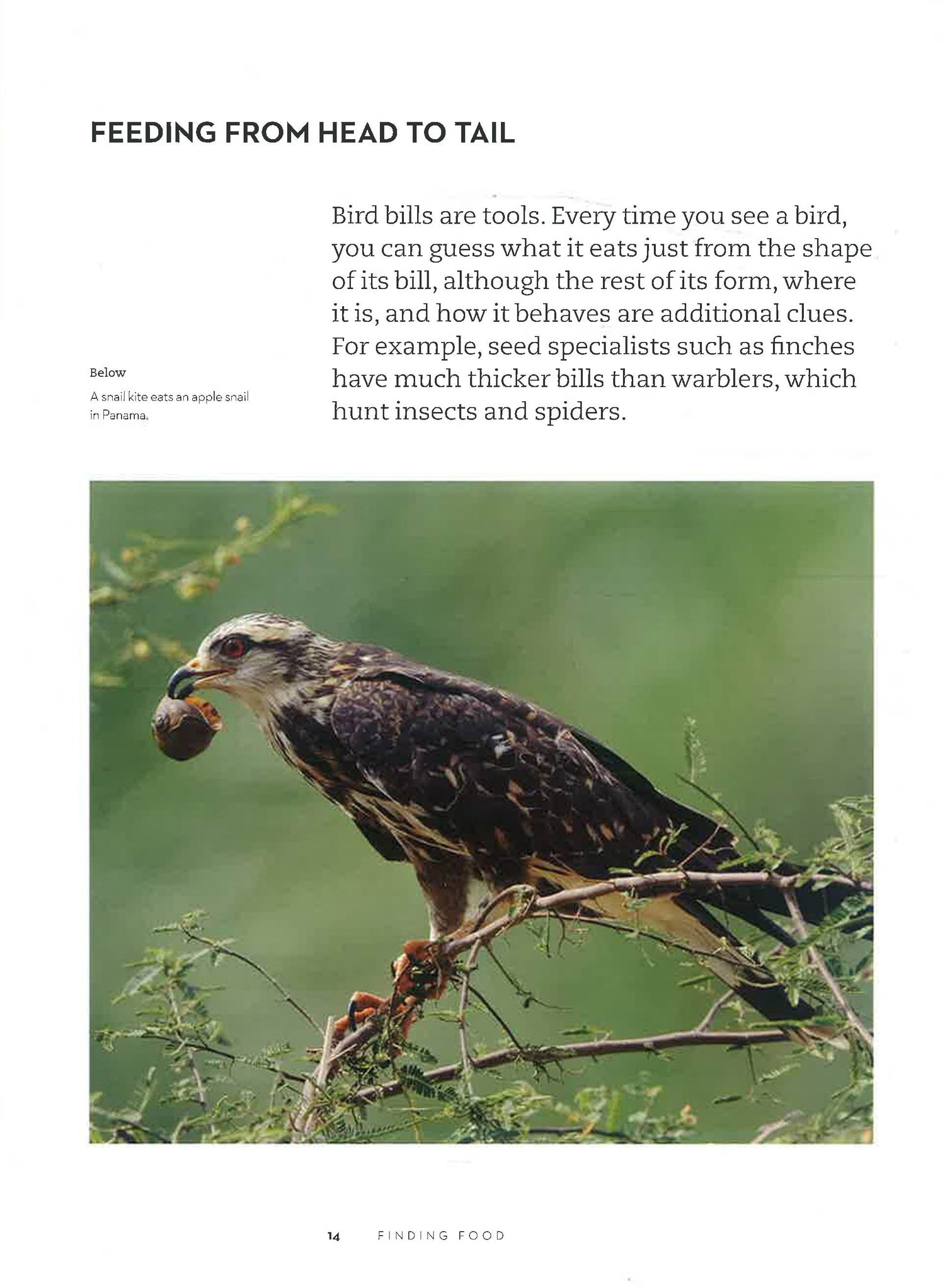 Understanding Bird Behavior: An Illustrated Guide to What Birds Do and ...