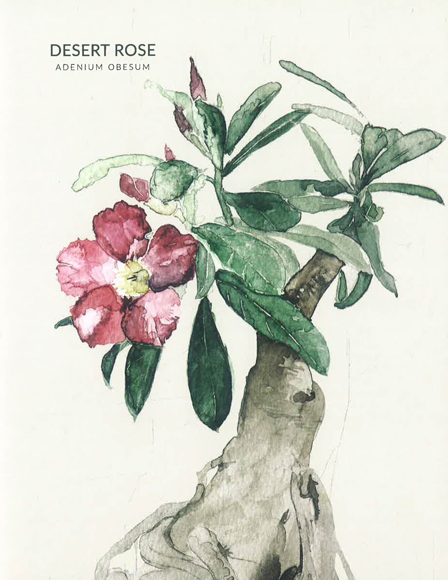 urban botanics an indoor plant guide for modern gardeners Urban Botanics: An Indoor Plant Guide for Modern Gardeners – BookXcess