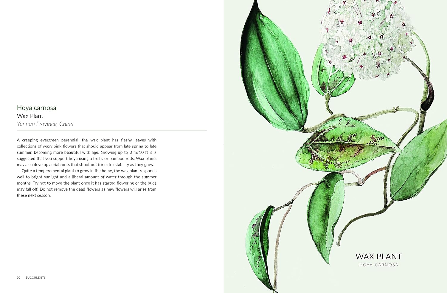 urban botanics an indoor plant guide for modern gardeners Urban Botanics: An Indoor Plant Guide for Modern Gardeners – BookXcess