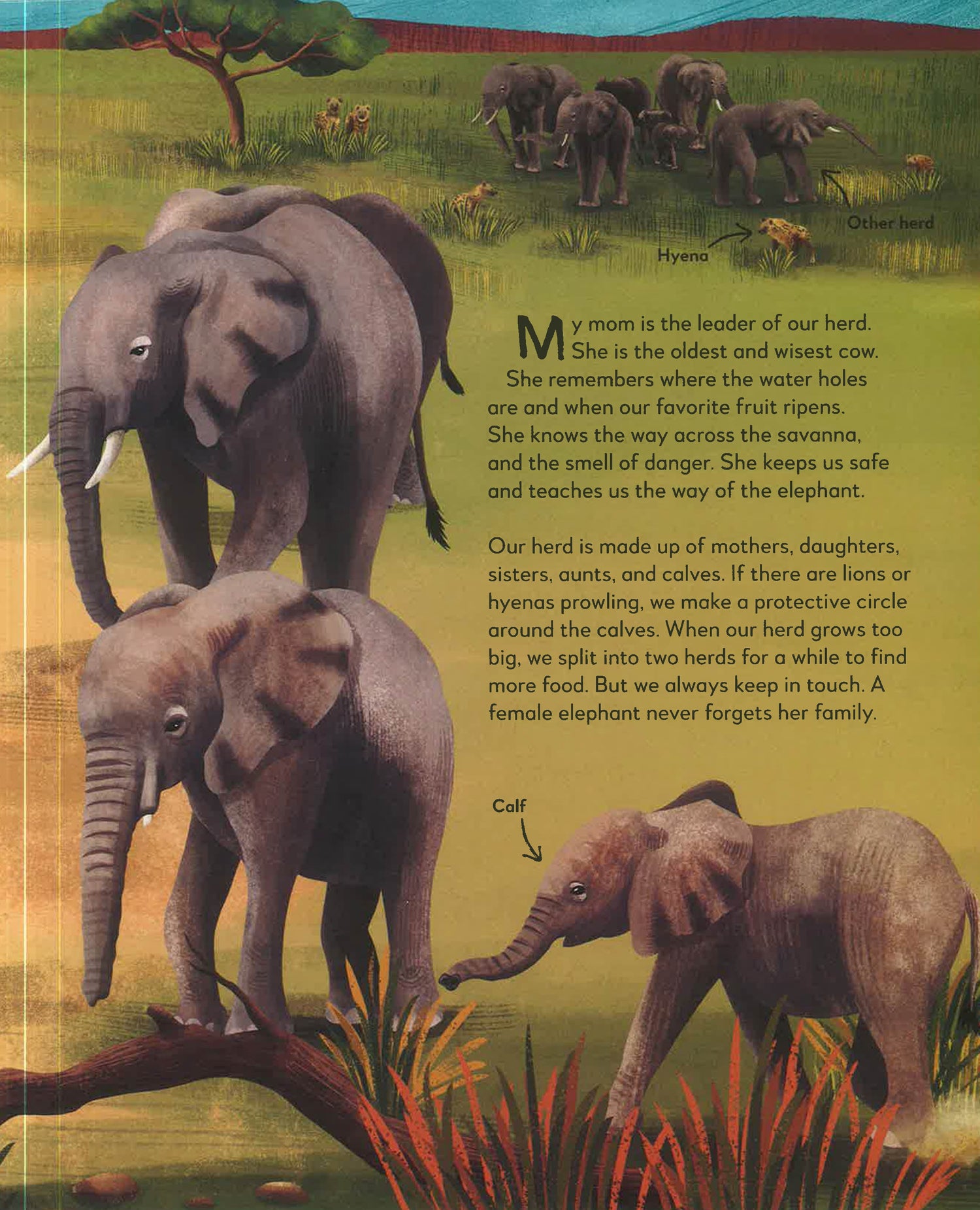 My Animal Family: Meet The Different Families Of The Animal Kingdom by Kate Peridot – book cover