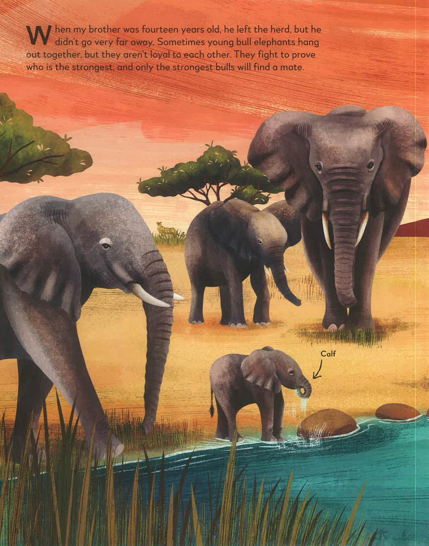 My Animal Family: Meet The Different Families Of The Animal Kingdom by Kate Peridot – book cover