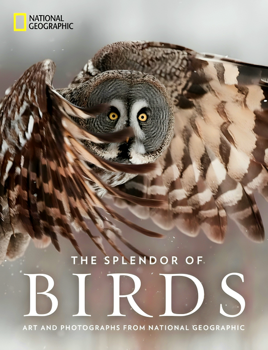 The Splendor Of Birds