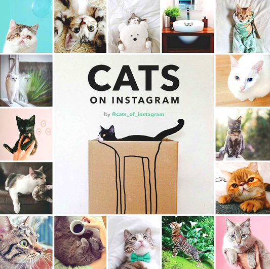 Cats On Instagram