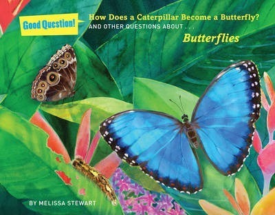 How Does A Caterpillar Become A Butterfly?