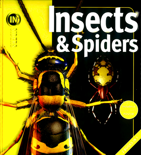 Insider Insects & Spiders / Rain Forests