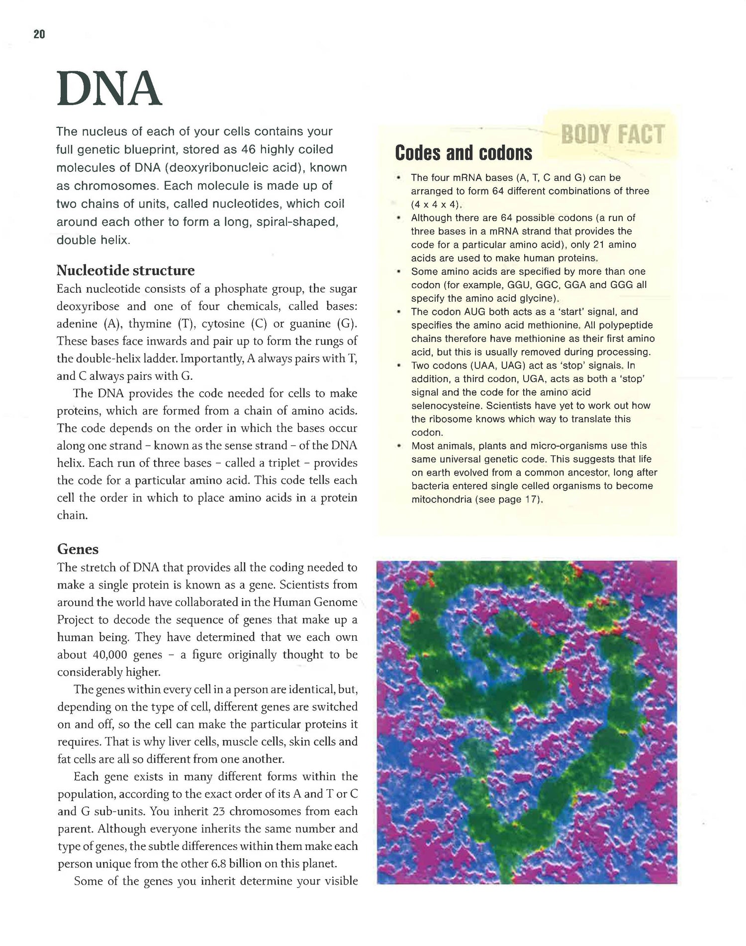 The Human Body: A Visual Guide to Human Anatomy by Dr Sarah Brewer – book cover