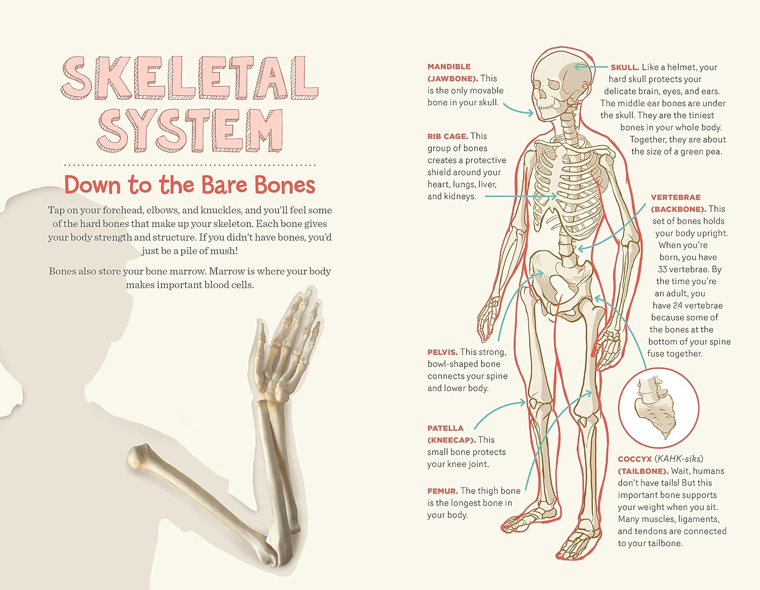 Study Our Body Human Body Learning Lab: Take An Inside Tour Of How Your Anatomy Works ...