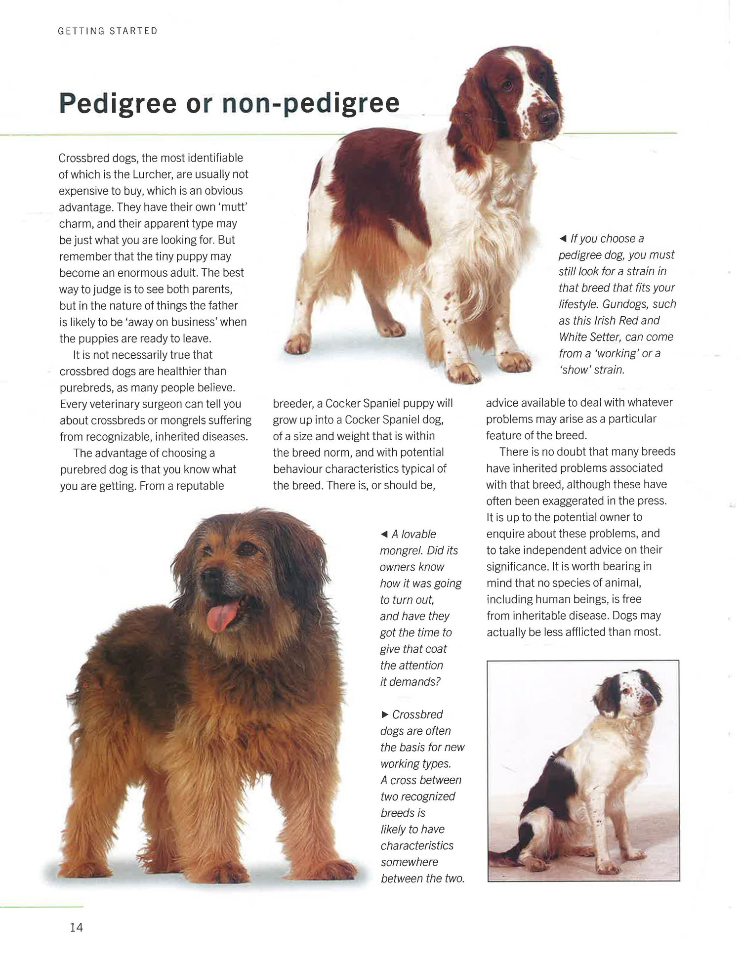 Dog Breed Show Dogs Show Guide Akc Breeds Types Of Show Dogs