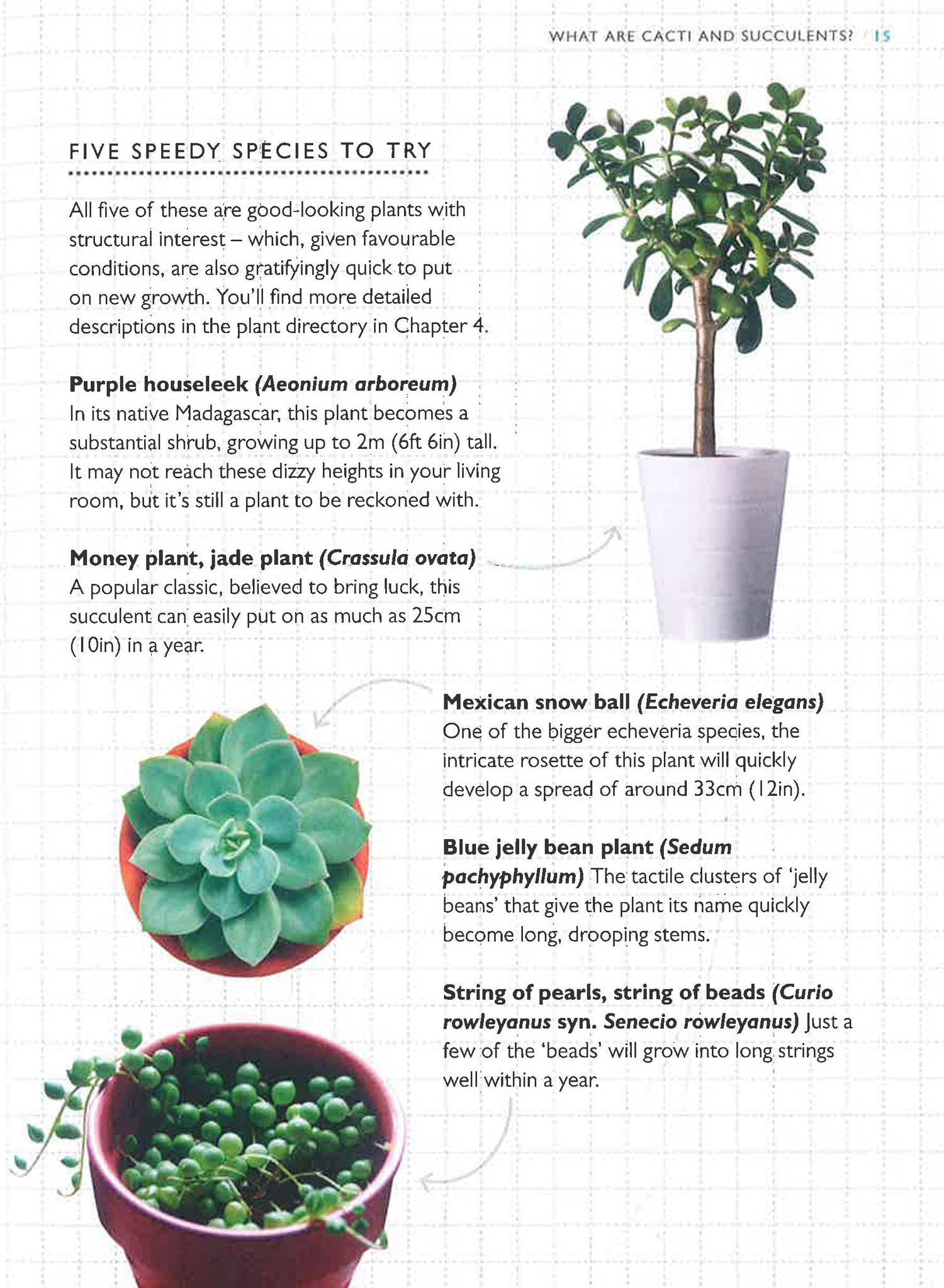 succulent directory RHS The Little Book of Cacti & Succulents: The complete guide to choos – BookXcess