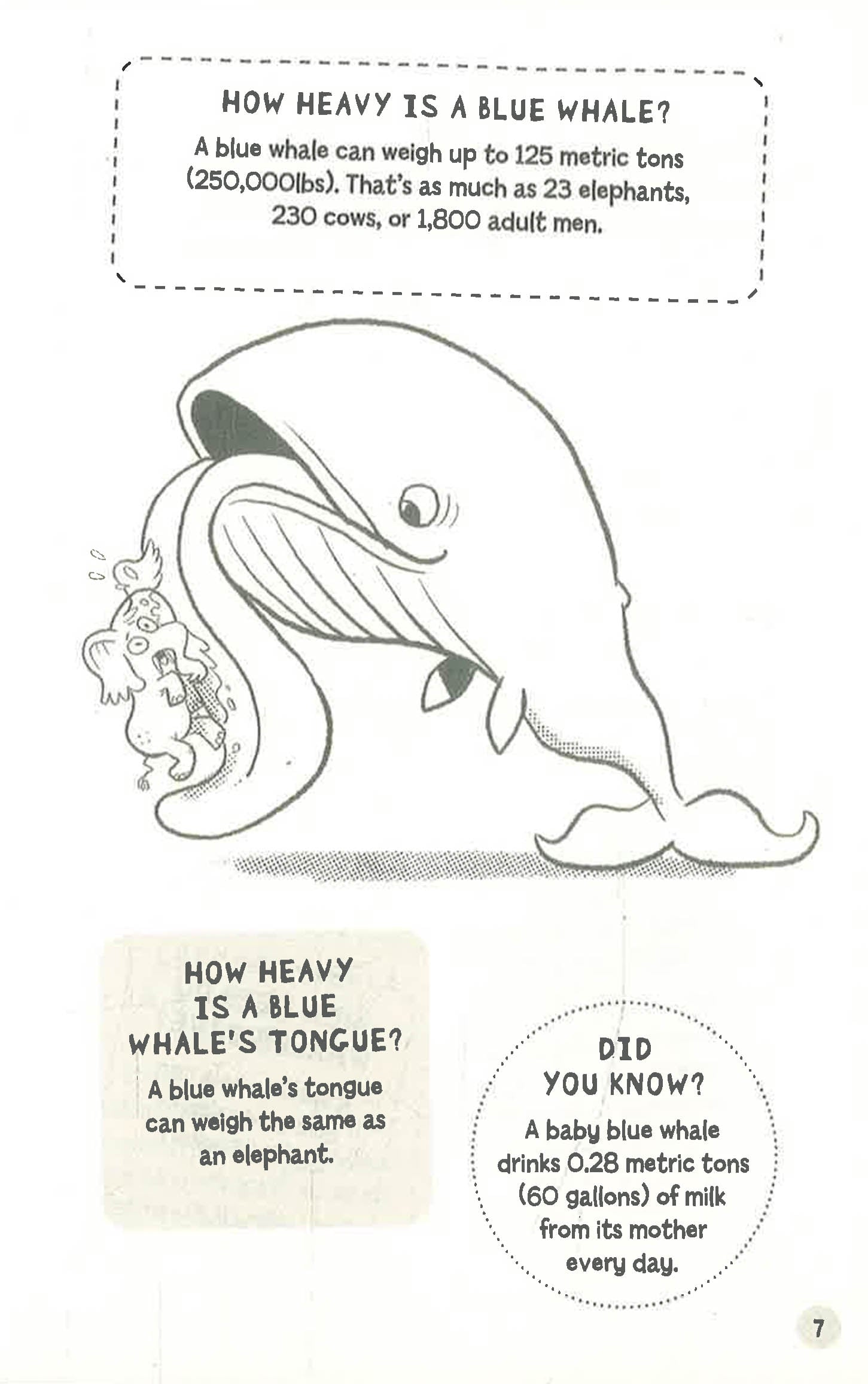 Why Don't Sharks Have Bones?: Questions and Answers About Sea Creature