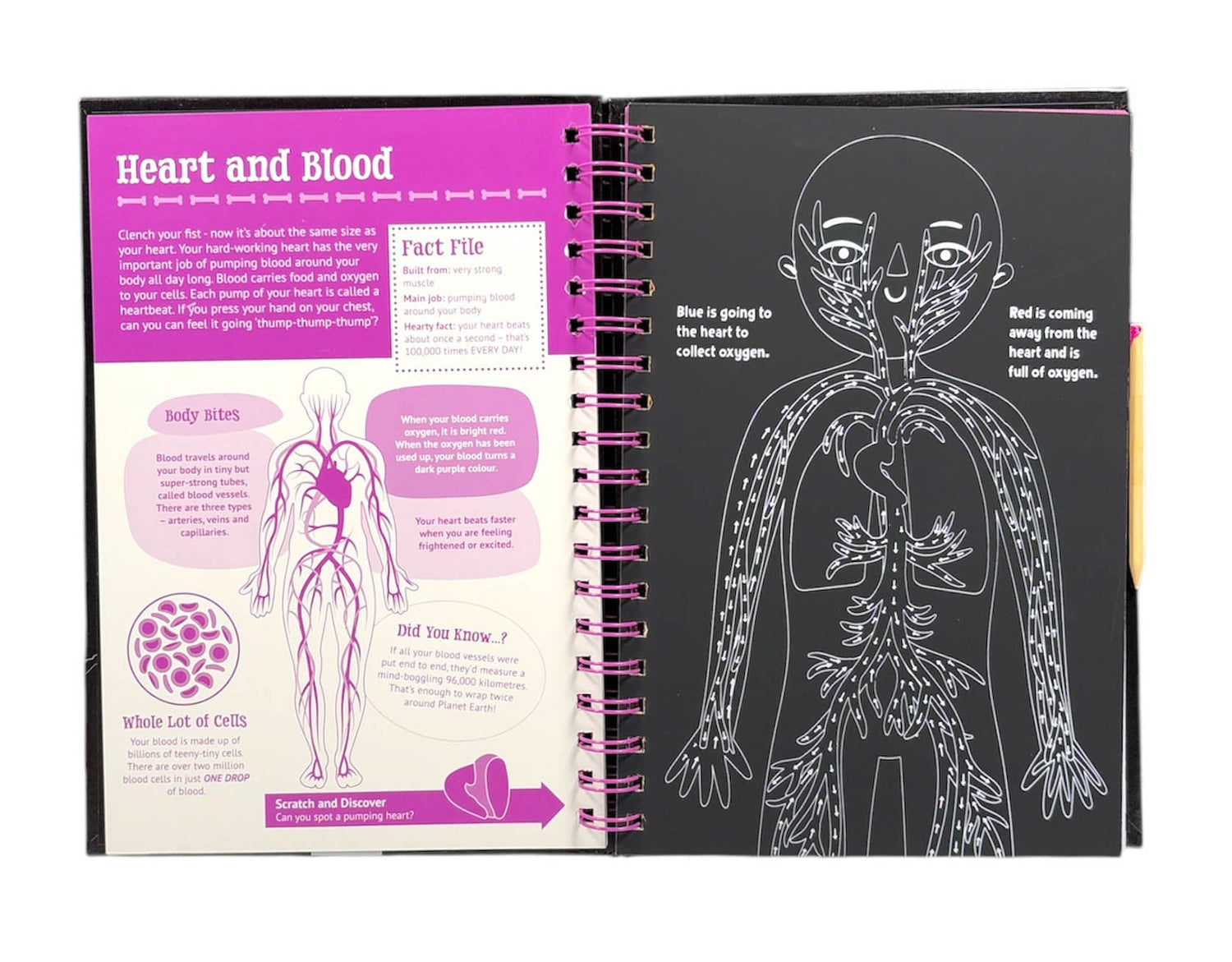 Human Scratch Examples Scratch & Explore Human Body – BookXcess