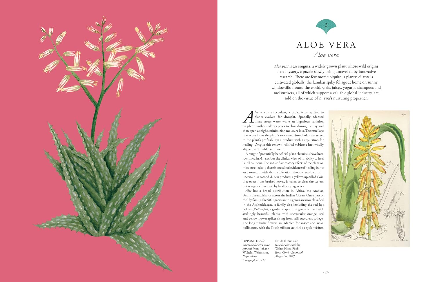 Kew - Rare Plants by Ed Ikin – book cover