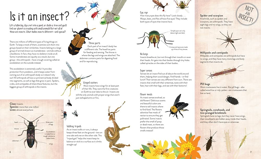 6000 Insects One Million Insects – BookXcess