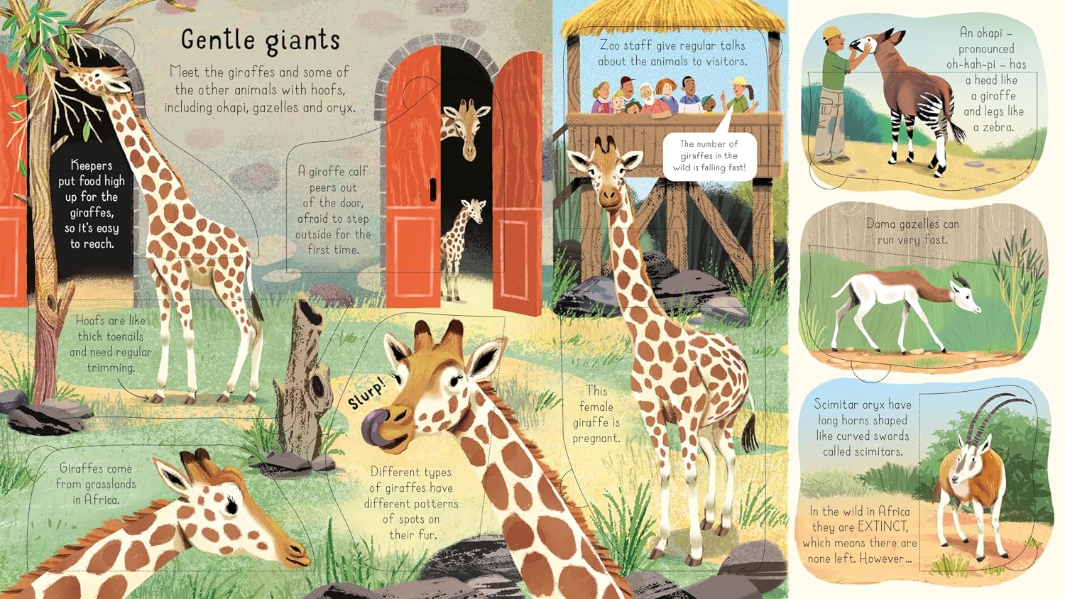 Usborne Look Inside A Zoo by Minna Lacey – book cover