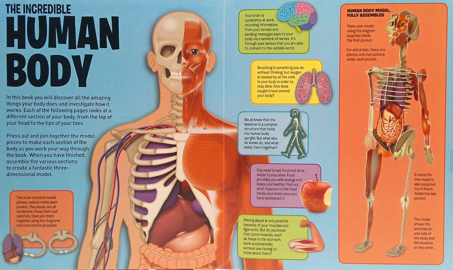 Incredible Human Body In A Book by Arcturus Publishing – book cover