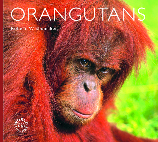 World Life Library: Orangutans
