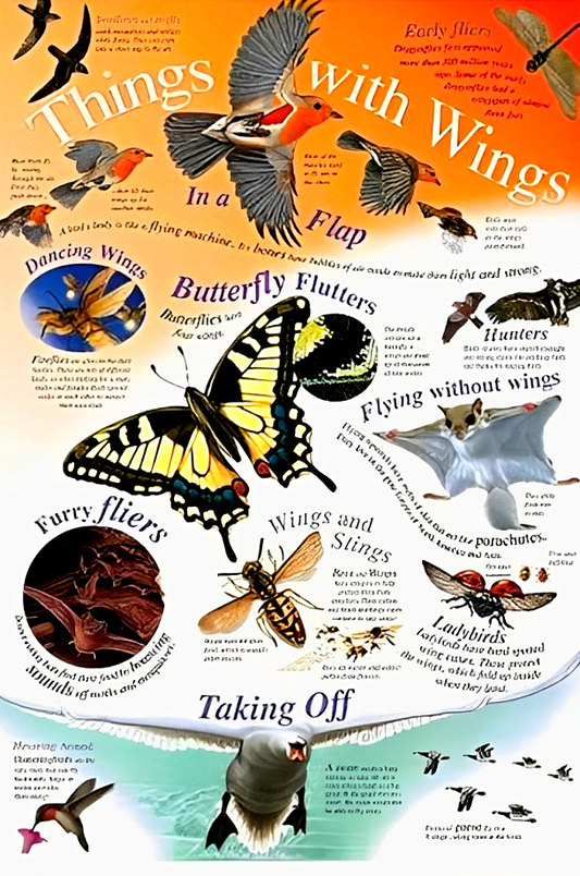 Things With Wings (Natural History Wall Chart)