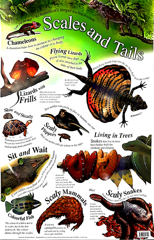 Scales And Tails (Natural History Wall Chart)