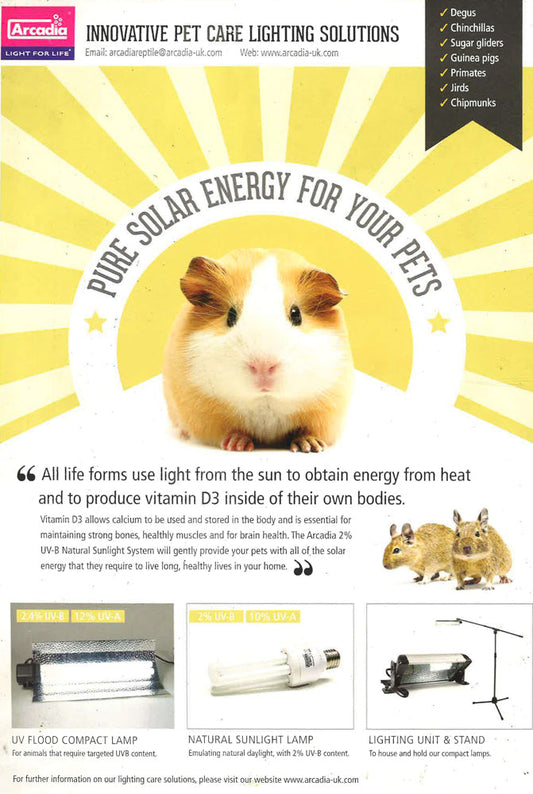 Practical Pets Series: Choosing Your Pets