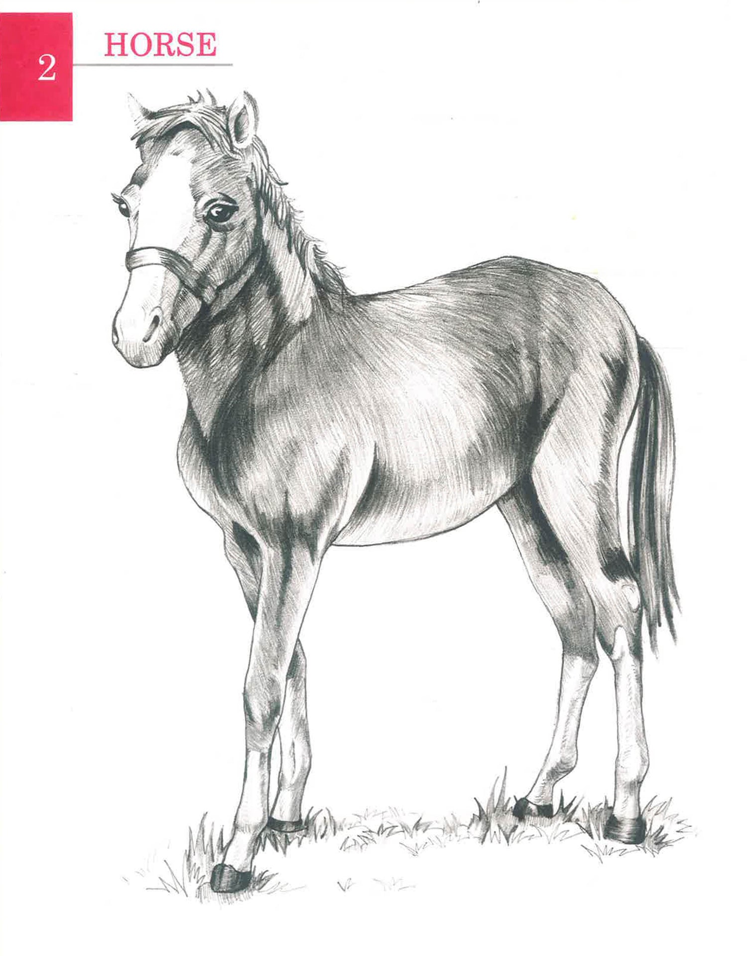 Basic Shading Animals Sample A Simple Guide To Pencil Shading: Animals – BookXcess