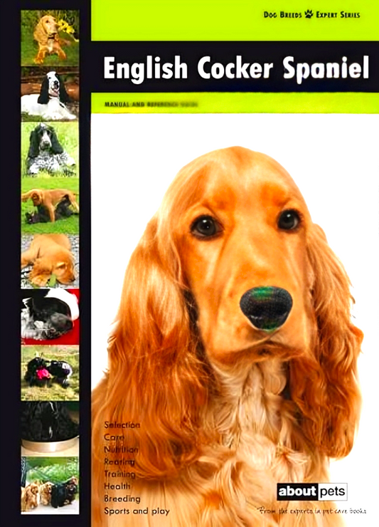 English Cocker Spaniel