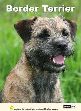 Border Terrier