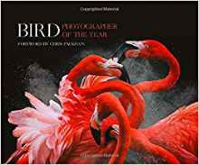 Bird Photographer Of The Year: Collection 3