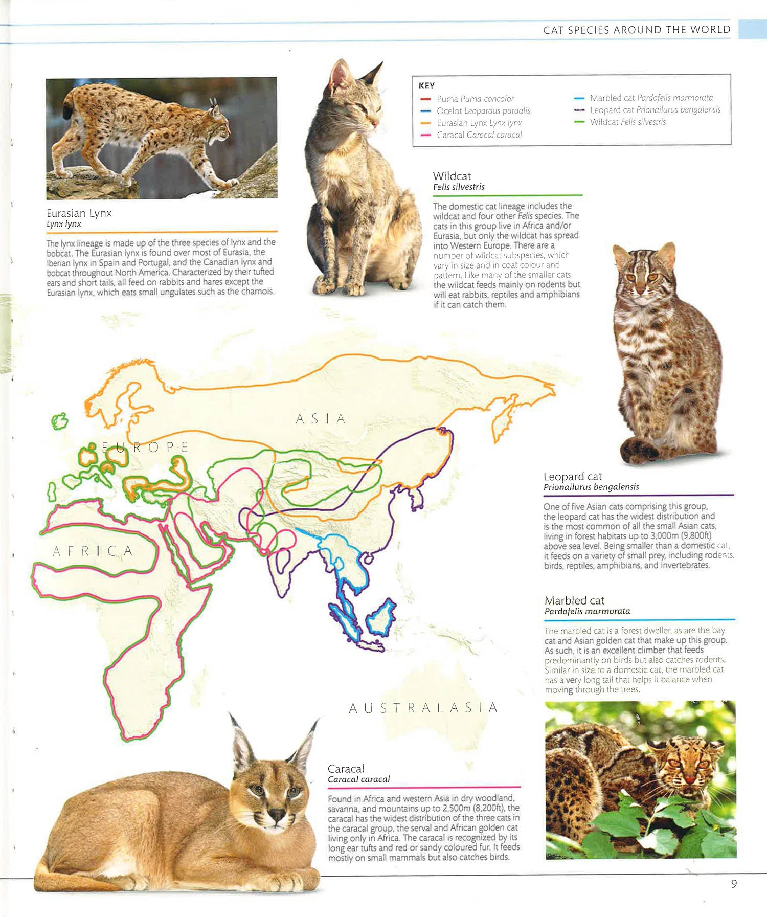 Wild Cats All Types Of Felines Animals Different Species Of Wild