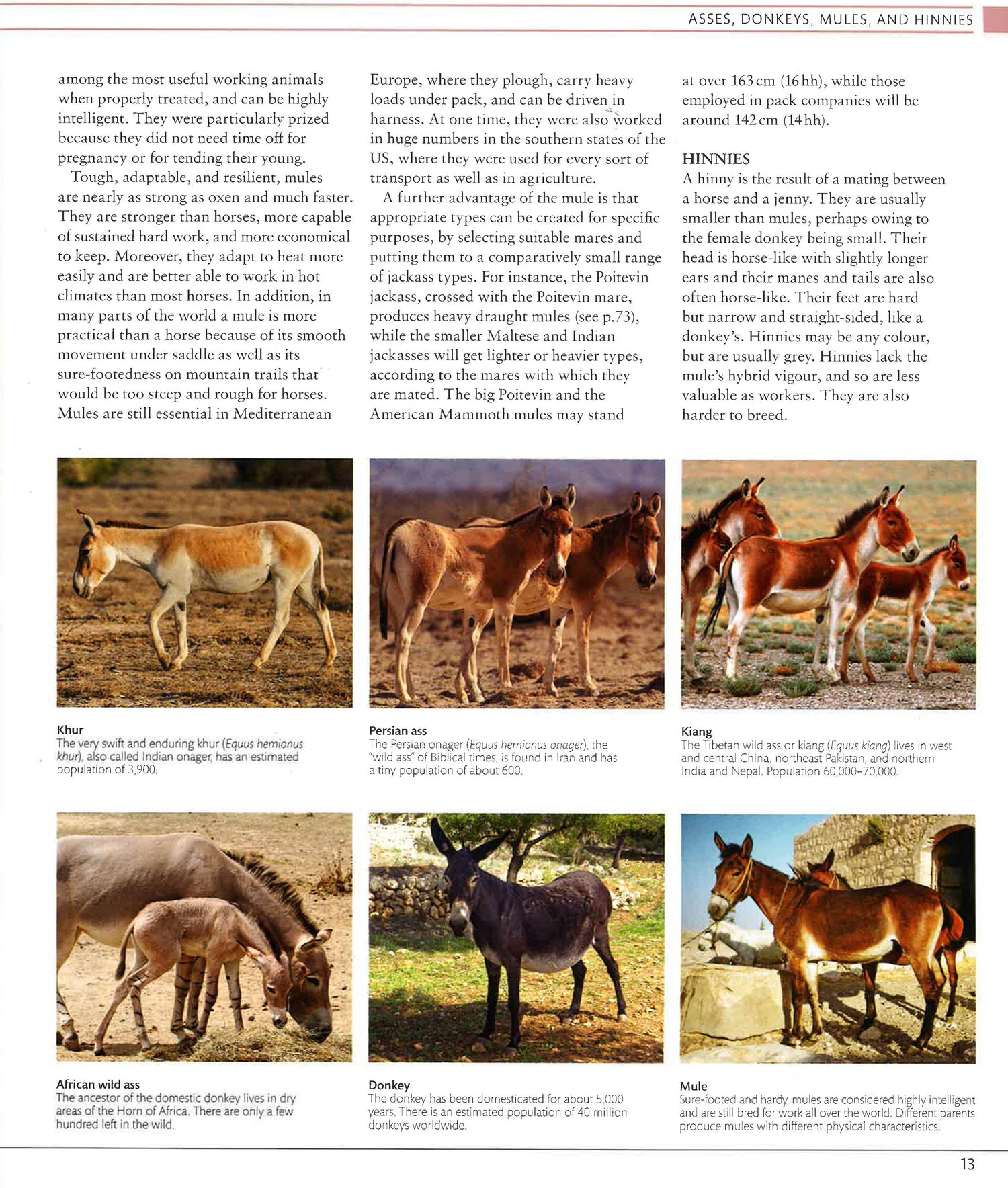 The Horse Encyclopedia BookXcess