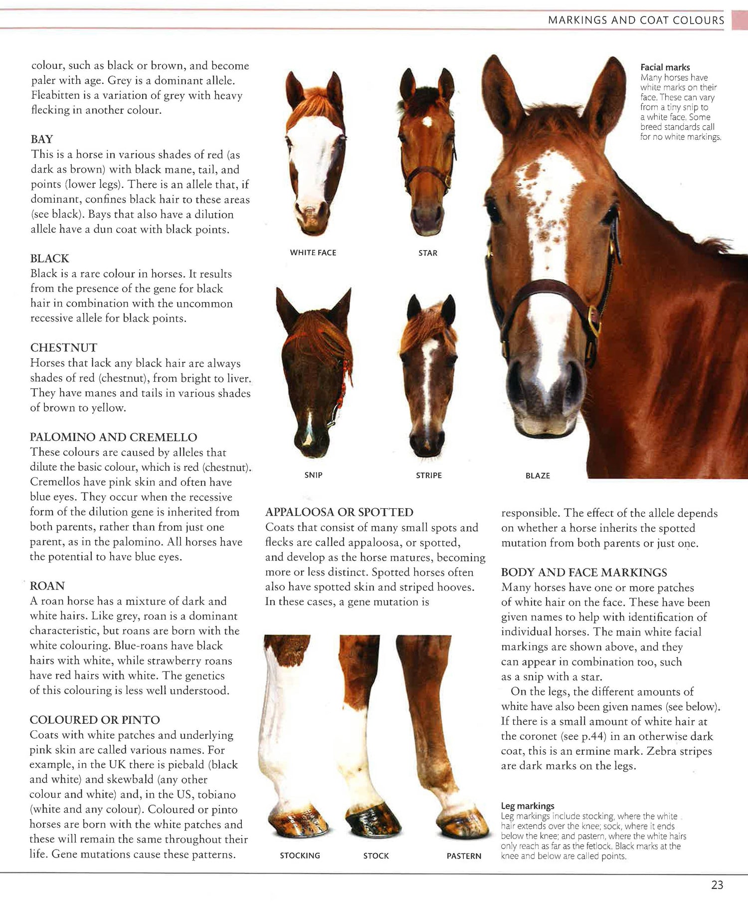 The Horse Encyclopedia BookXcess