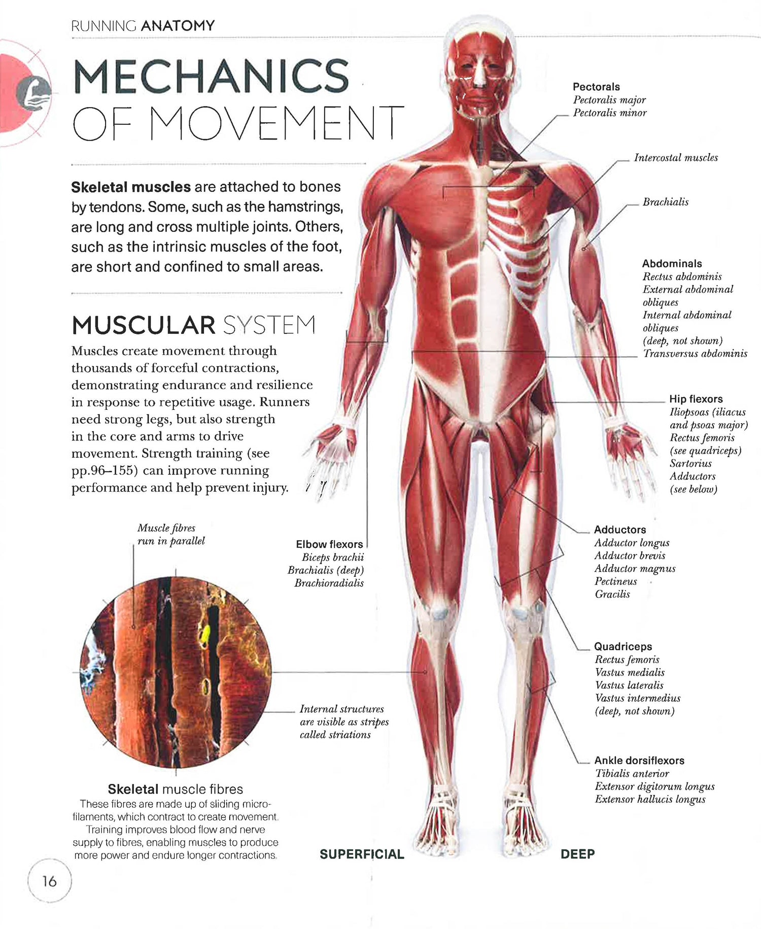 Science Trek Muscles Science Of Running – BookXcess
