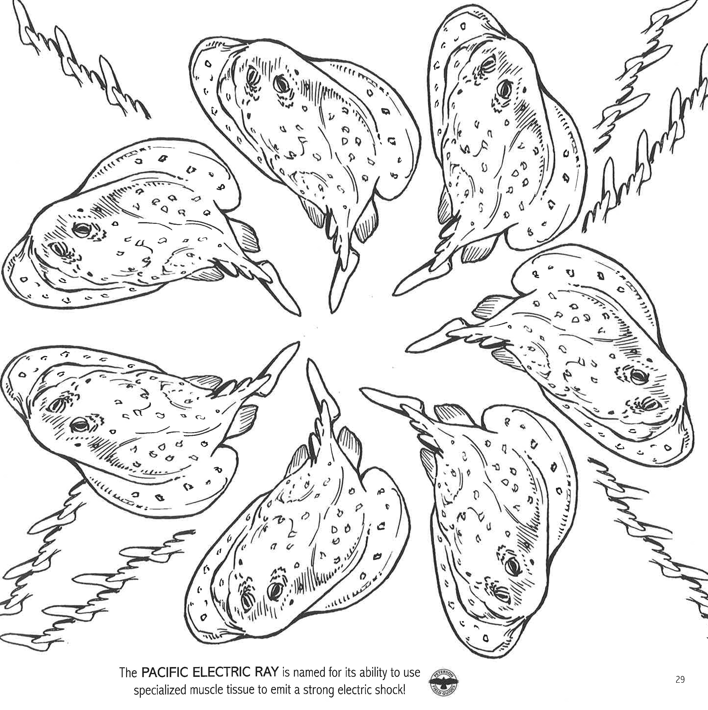 Aquatic Colouring To Calm Yourself – BookXcess