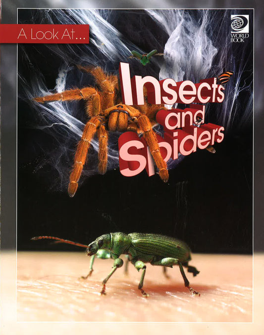 A Look At : Insects And Spiders