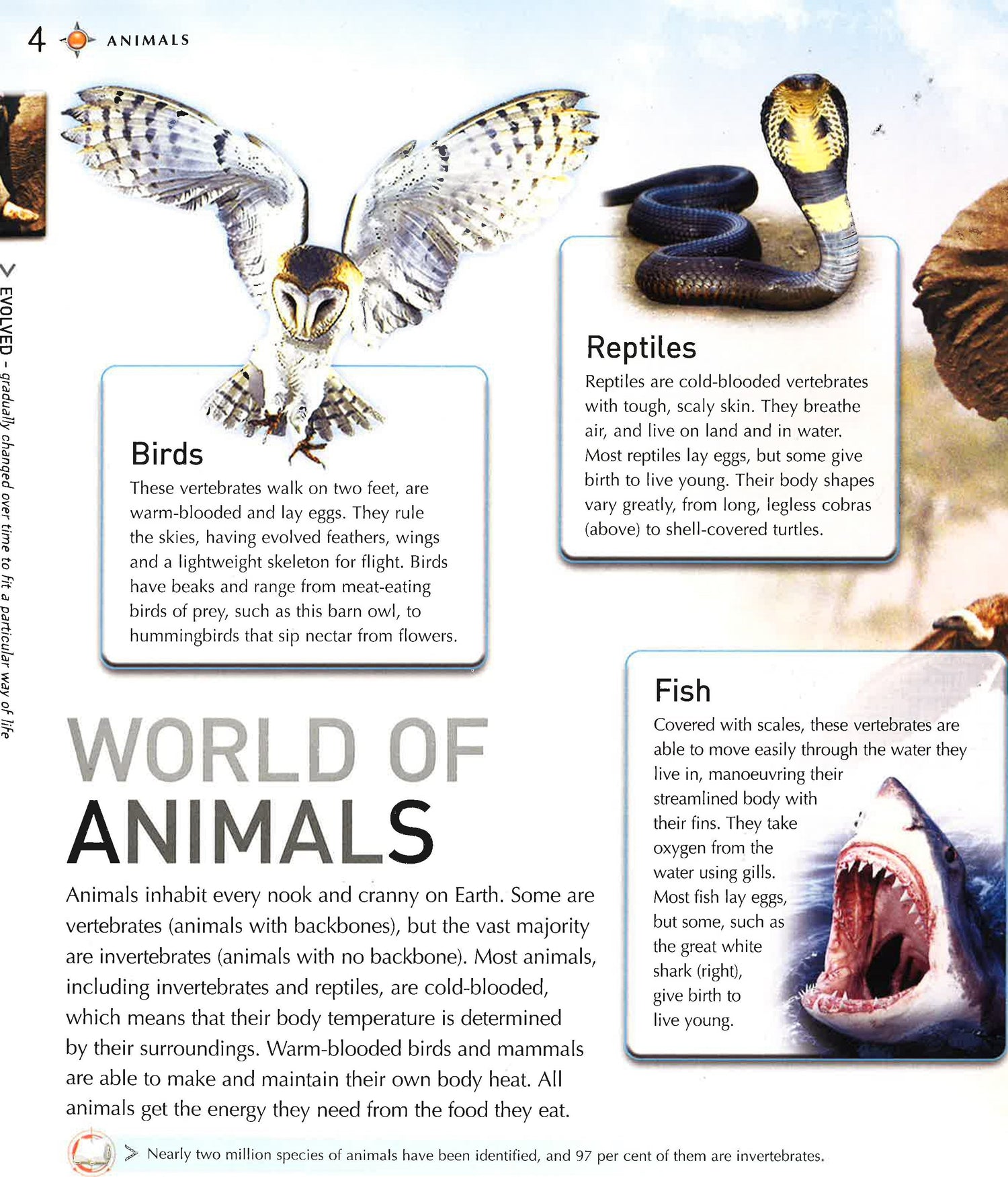 Navigating Animals Navigators: Animals – BookXcess