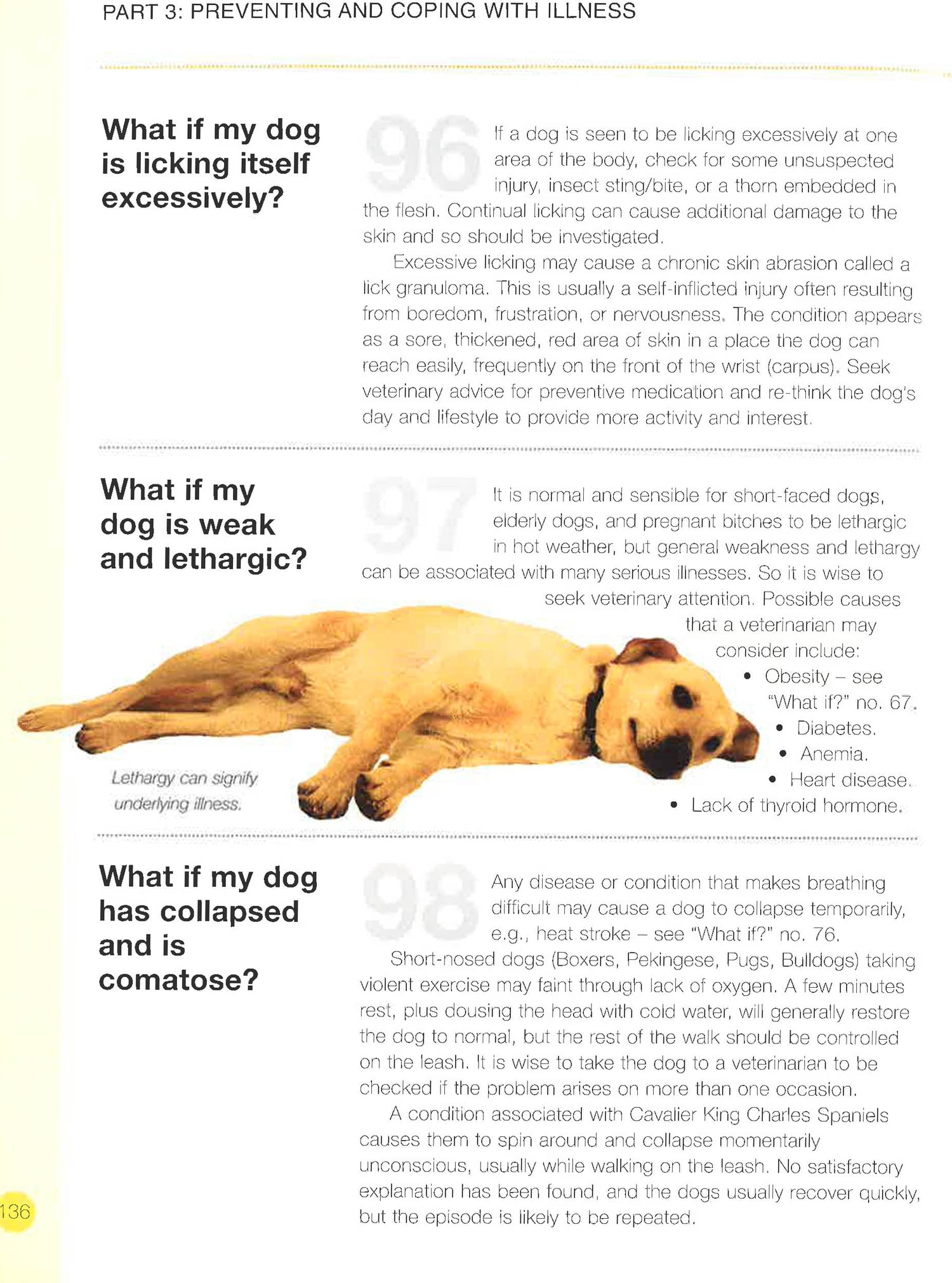 Dog Vomiting Dog Lethargic And Off Food Vomiting Dog Gone Off Food