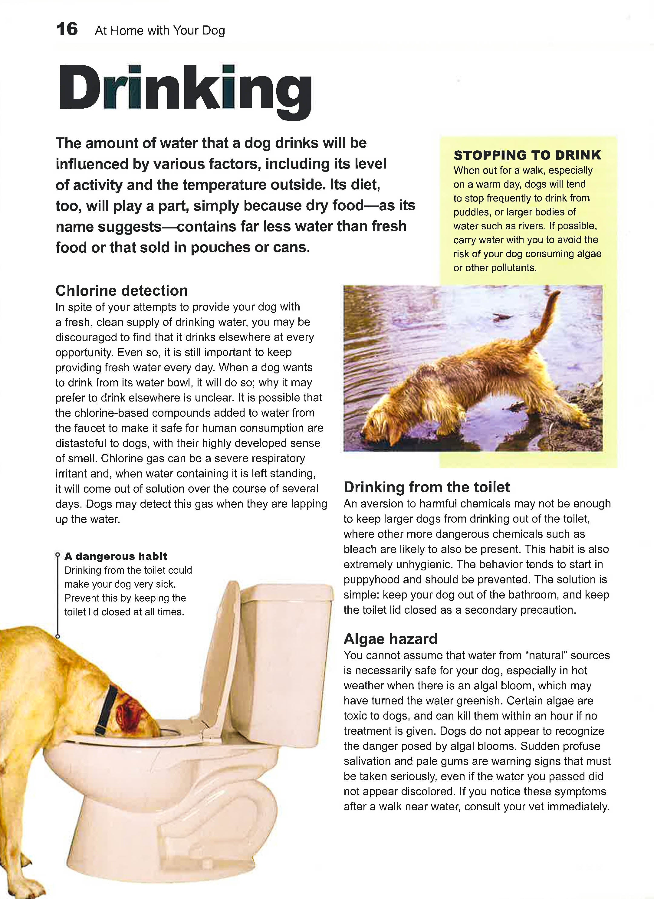 Your Dog Dog Has Stopped Drinking Water Cheap Puppy Stopped