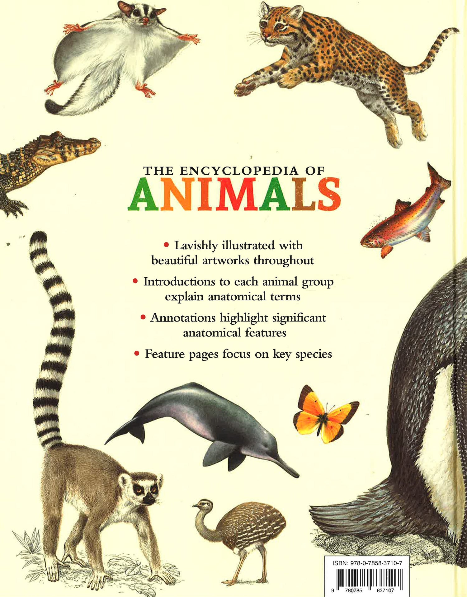 The Encyclopedia Of Animals BookXcess the-encyclopedia-of-animals-bookxcess